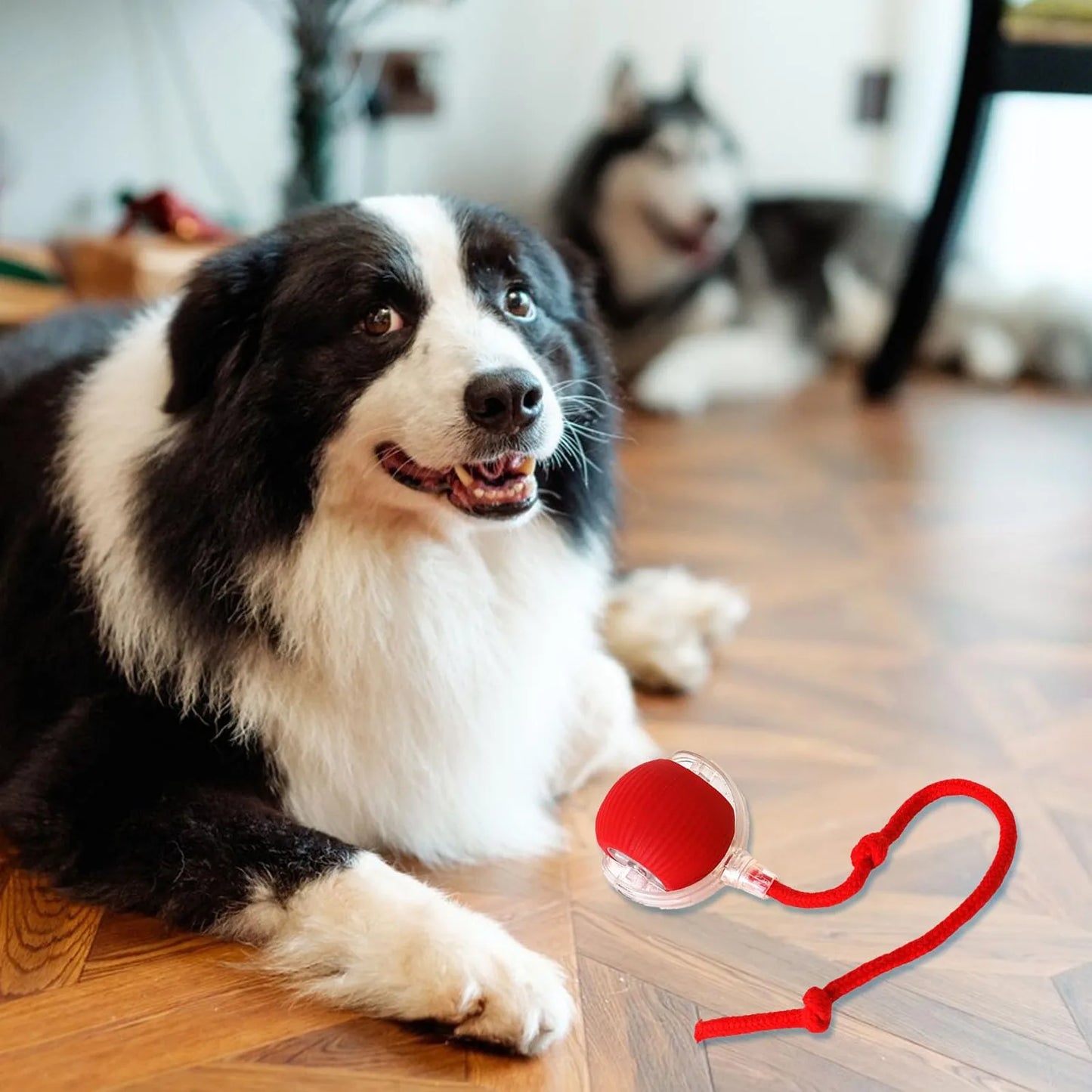 BounceTug Play Ball – The Ultimate Interactive Pet Toy!